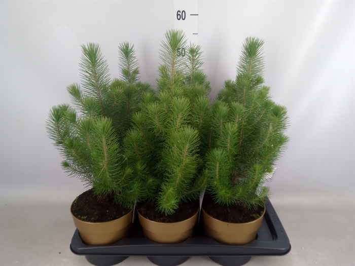 <h4>Pinus pinea 'Silver Crest'</h4>