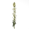 AF Antirrhinum L81cm Creme