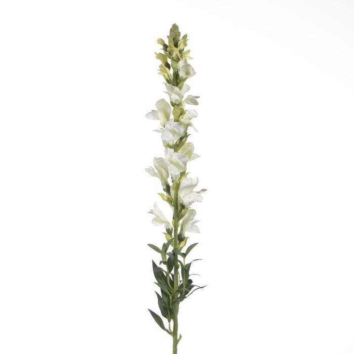 Af Antirrhinum L81cm Creme