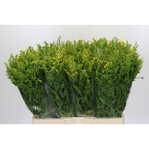 Solidago Golden Glory