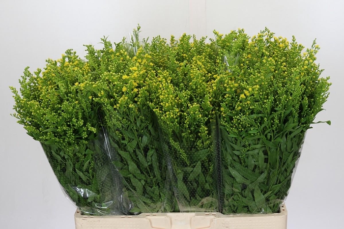 <h4>Solidago Golden Glory</h4>