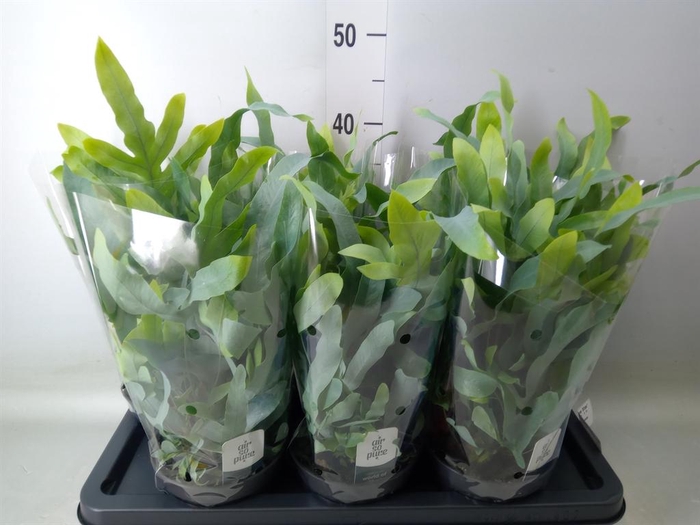 <h4>Phlebodium aureum 'Blue Star'</h4>