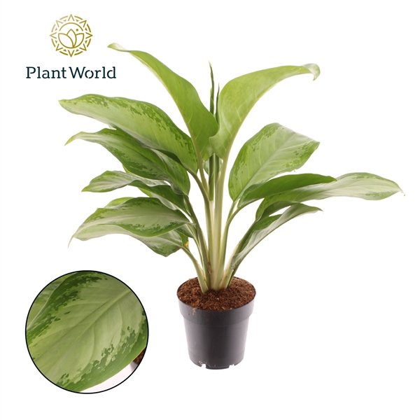 <h4>Aglaonema Silver Bay</h4>