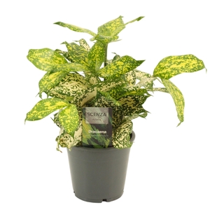 Dracaena Godsefiana 12 cm