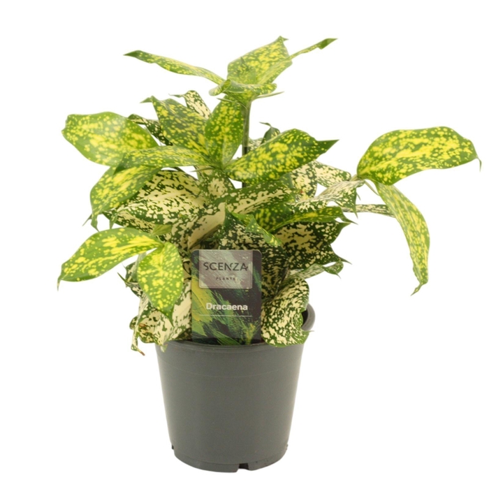 <h4>Dracaena Godsefiana 12 cm</h4>