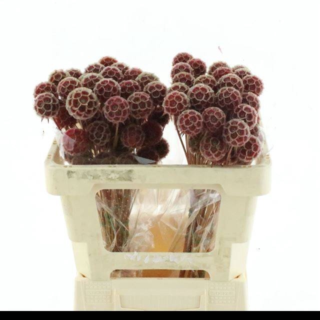 <h4>SCABIOSA ST KLB H%</h4>