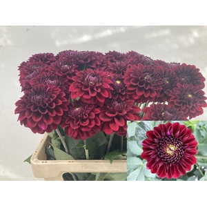 Dahlia Black Fox Punthuis