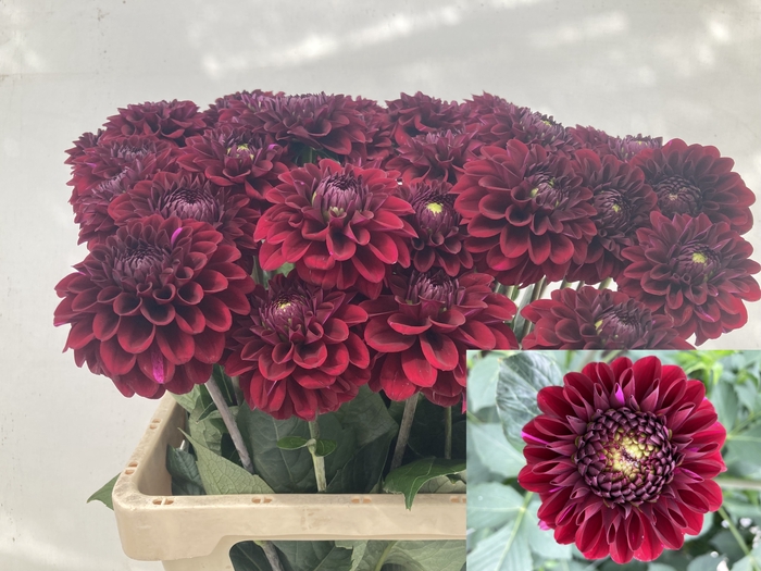 <h4>Dahlia Black Fox Punthuis</h4>