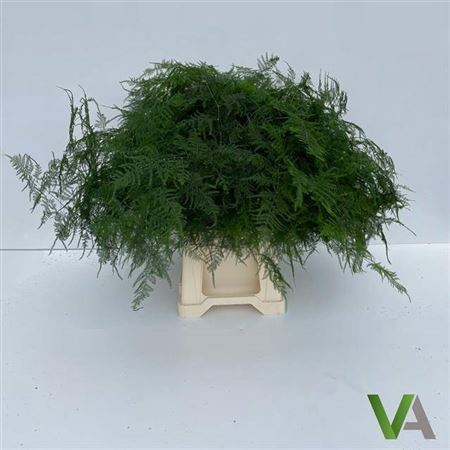 <h4>Asparagus Setaceus</h4>