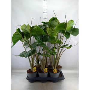 Alocasia macrorrhizos 'Stingray'