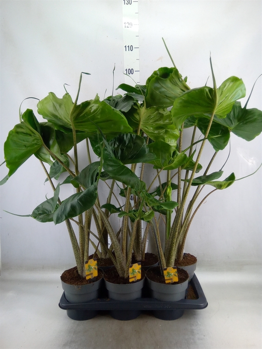 <h4>Alocasia macrorrhizos 'Stingray'</h4>