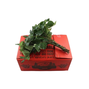 Salal Tips Orange Box
