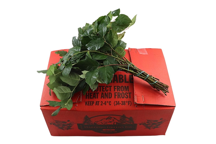 Salal Tips Orange Box