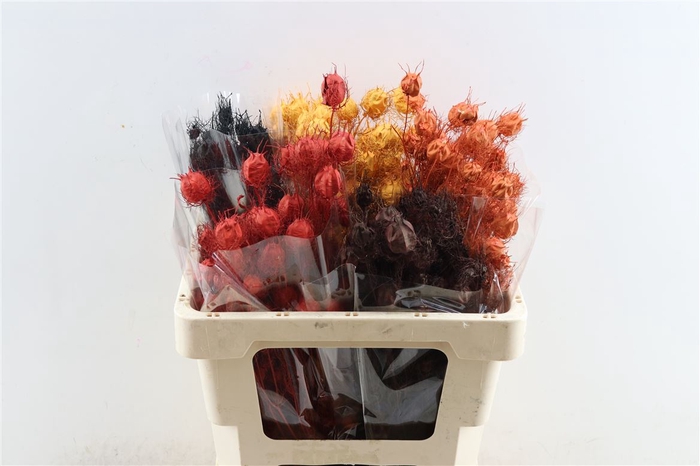 <h4>Dried Nigella Autumn Mix Bunch Slv</h4>