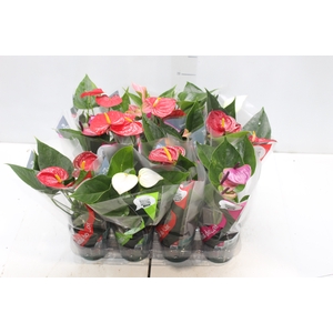 ANTHURIUM VARIADO P09