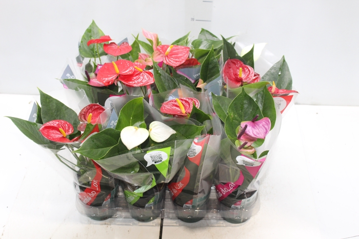 <h4>ANTHURIUM VARIADO P09</h4>
