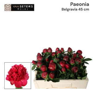 Paeonia Belgravia 45 cm
