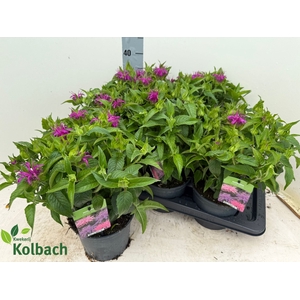 MONA BALMY LILAC