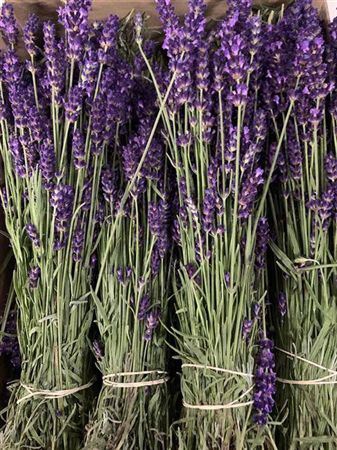 <h4>Lavandula Angust Bos</h4>