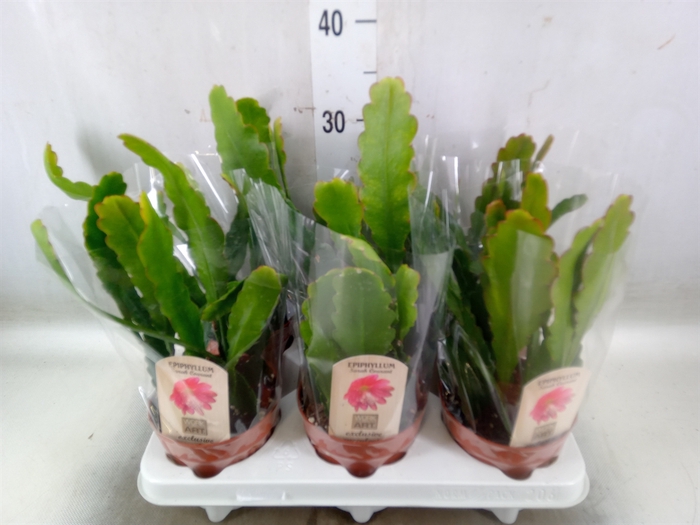 <h4>Epiphyllum   ...</h4>