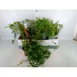 Ficus pumila 'Sunny Green'