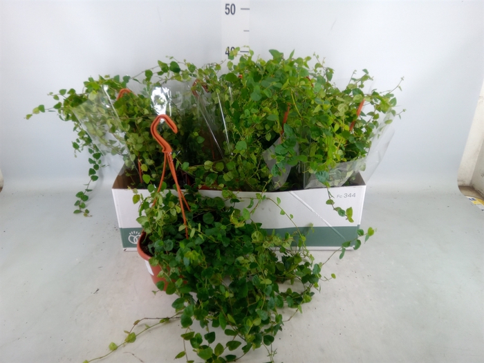 <h4>Ficus pumila 'Sunny Green'</h4>