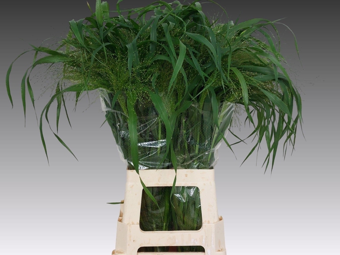 <h4>PANIC VI FONTAINE</h4>