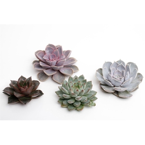 Echeveria overig