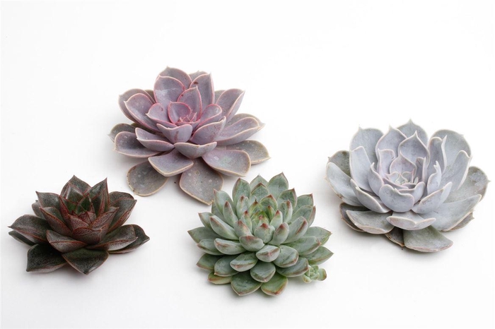 <h4>Echeveria overig</h4>