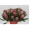 Protea Pink Ice