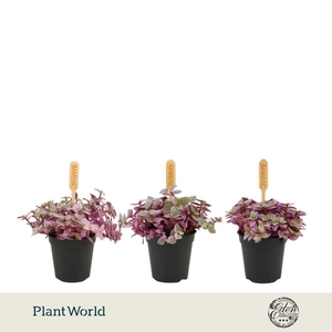 Callisia Rosato 5,5cm