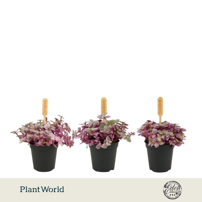 <h4>Callisia Rosato 5,5cm</h4>