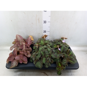 Episcia   ...