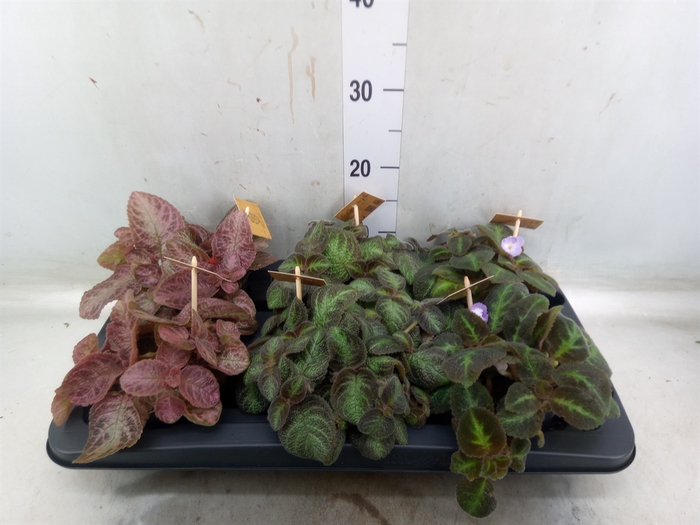 <h4>Episcia   ...</h4>