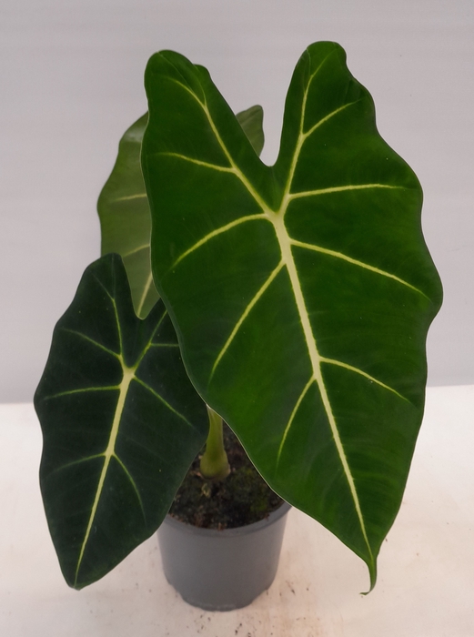 ALOCASIA X AMAZONICA P12 FRYDEK