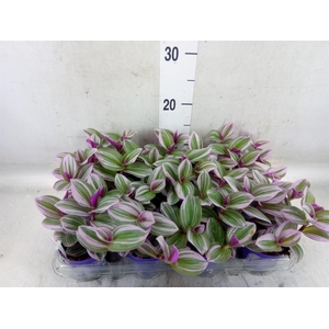 Tradescantia cerinth. 'Nanouk'