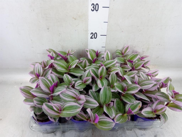 <h4>Tradescantia cerinth. 'Nanouk'</h4>