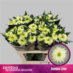 CHR G ZEMBLA LIME