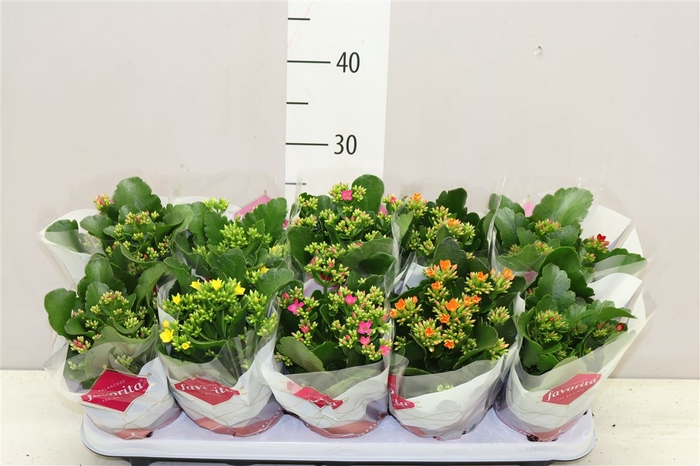 <h4>Kalanchoe Bl Gemengd</h4>