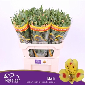 Alstr Bali