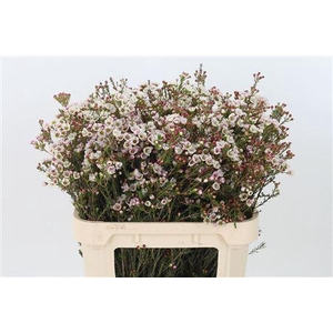 Chamelauc Moonlight Delight