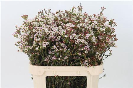 <h4>Chamelauc Moonlight Delight</h4>