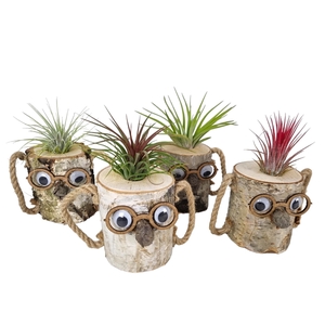 Tillandsia Wood dude white