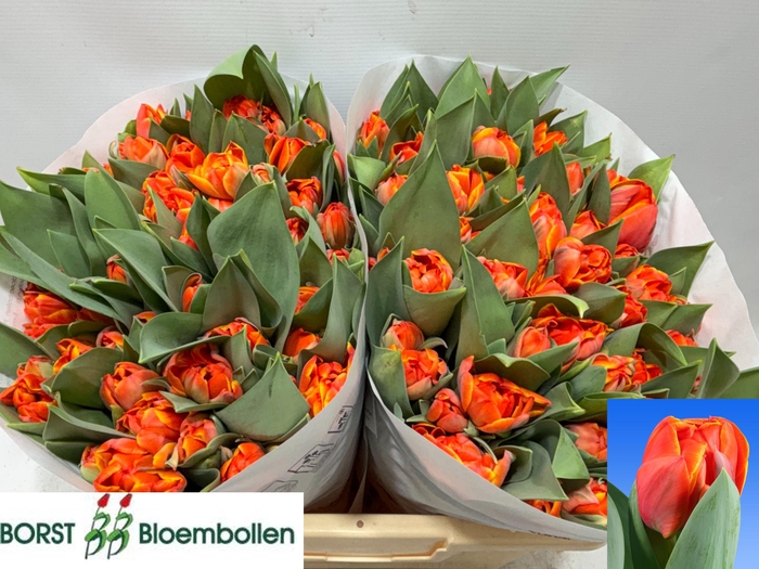 <h4>TU DU QUEENSDAY</h4>