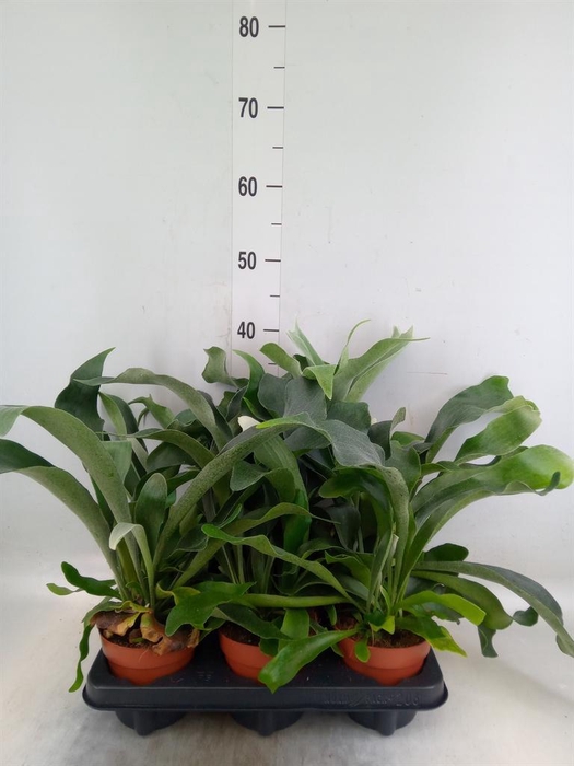 <h4>Platycerium bifurc.</h4>