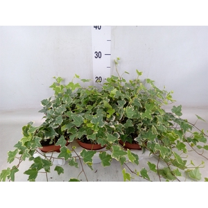 Hedera helix 'Eva'
