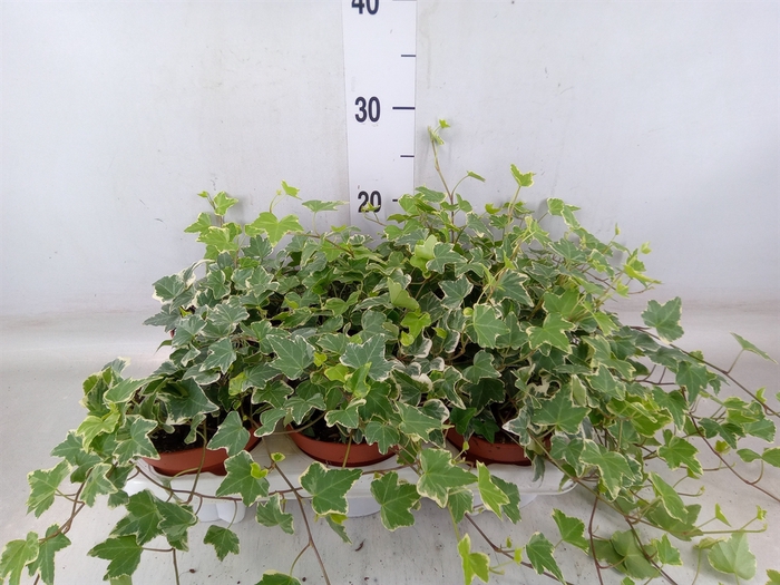 <h4>Hedera helix 'Eva'</h4>