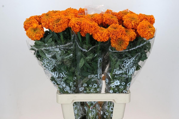 <h4>Tagetes Marigold Promise Orange</h4>