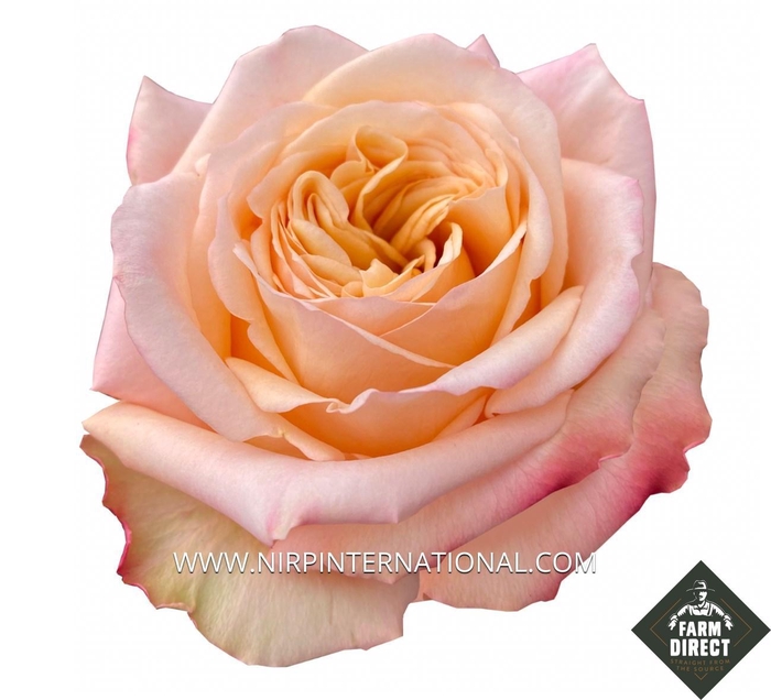 <h4>R GR TIE DYE</h4>