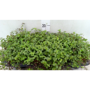 Callisia repens 'Turtle'